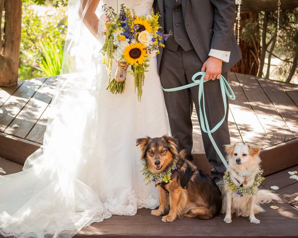 Pets no seu casamento: Dicas importantes