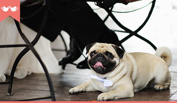 cachorro em casamento