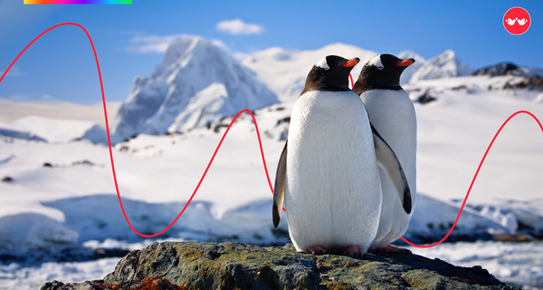 Amor verdadeiro: 7 Animais que são fiéis a um só parceiro